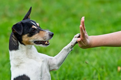 Certified Dog Training in California Become a Certified Dog Trainer in California