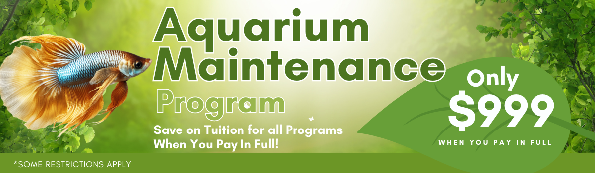 Sale Banner